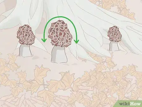 Image titled Find Morel Mushrooms Step 6