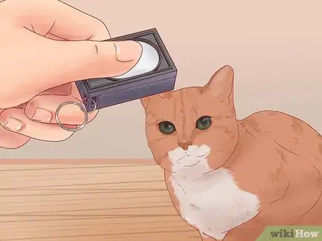 Image titled Get Your Cat to Come Inside Step 7