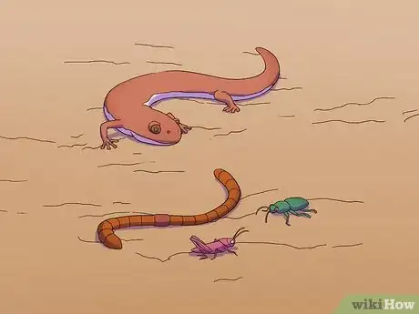 Image titled Feed a Salamander Step 1