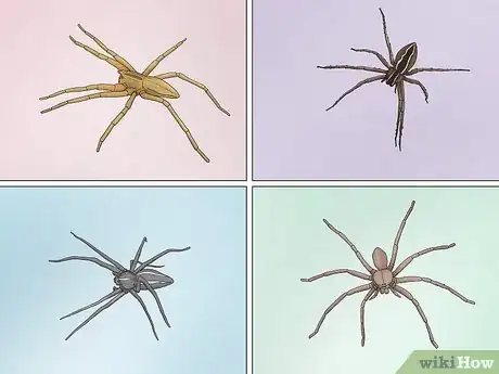 Image titled Identify a Nursery Web Spider Step 2