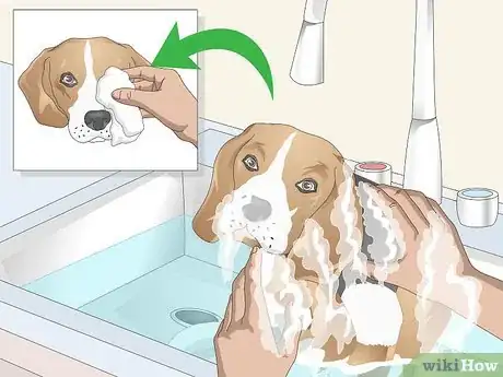 Image titled Groom a Beagle Step 5