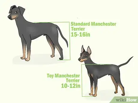 Image titled Identify a Manchester Terrier Step 1