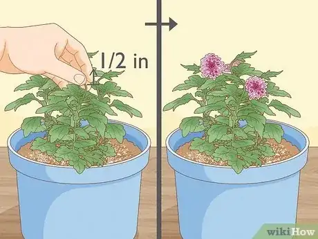 Image titled Plant Mums Step 17