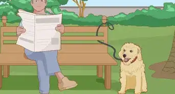 Walk a Stubborn Dog