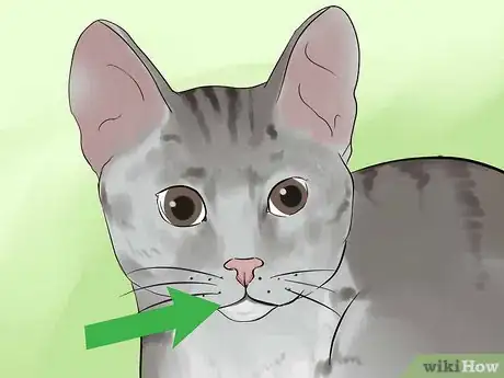 Image titled Identify a Li Hua Cat Step 1