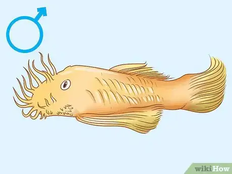 Image titled Determine the Sex of a Fish Step 3