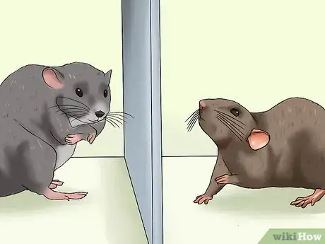 Image titled Care for a Pregnant Pet Rat Step 8