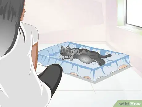 Image titled Take Care of a Pregnant Cat Step 6