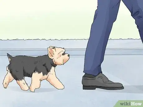 Image titled Identify a Yorkshire Terrier Step 13