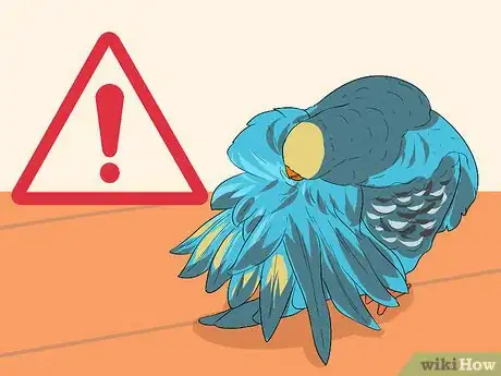Image titled Understand Your Bird's Body Language Step 1