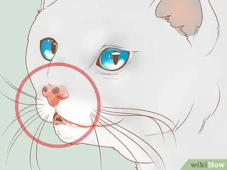 Image titled Recognize Skin Cancer in Cats Step 3