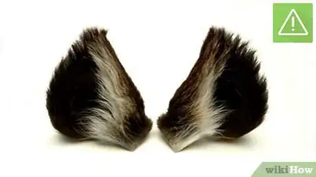 Image titled Make Wolf Ears Step 1