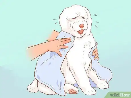 Image titled Full Scissor a Poodle by Hand Step 6