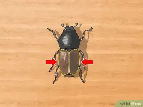 Image titled Identify Beetles Step 1