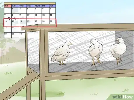 Image titled Train Chickens to Return to Their Coop Step 13