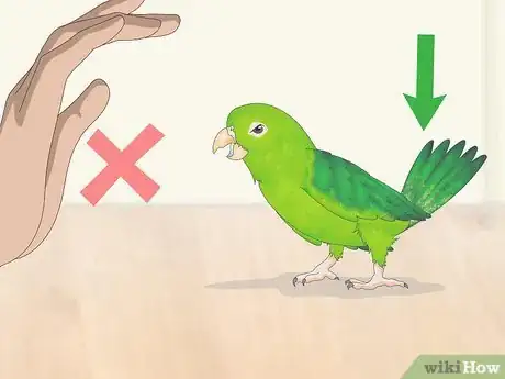 Image titled Interact with Your Parrotlet Step 12