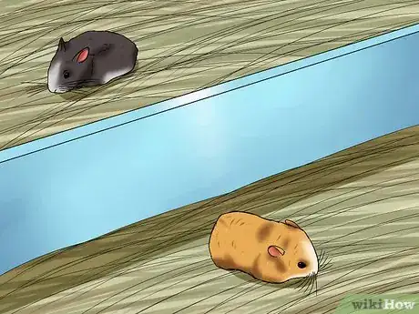 Image titled Learn When to Separate Hamsters Step 11