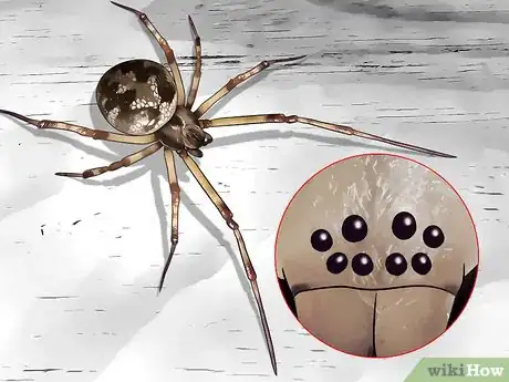 Image titled Identify a Cobweb Spider Step 5