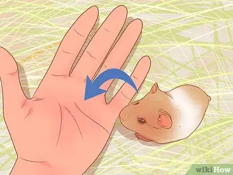 Image titled Pick up a Hamster for the First Time Step 2