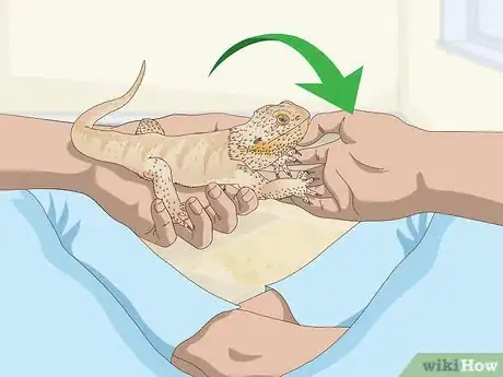 Image titled Pet a Bearded Dragon Step 5