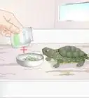 Feed a Baby Turtle