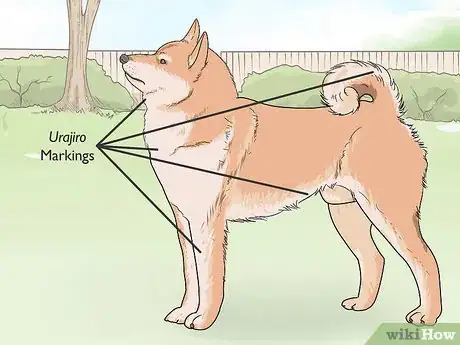 Image titled Identify a Shiba Inu Step 10