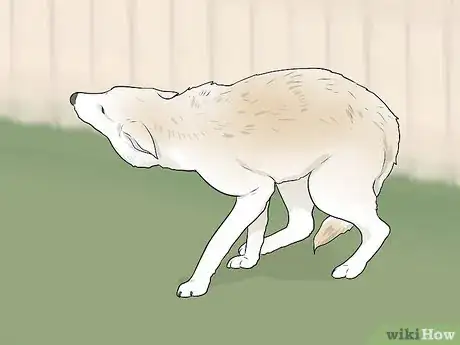 Image titled Tell if a Dog Is Going to Attack Step 13