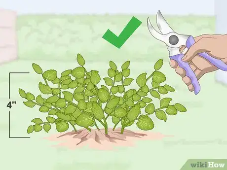 Image titled Prune Oregano Step 1