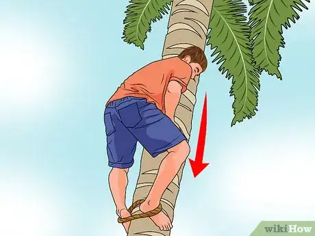 Image titled Climb a Palm Tree Step 12