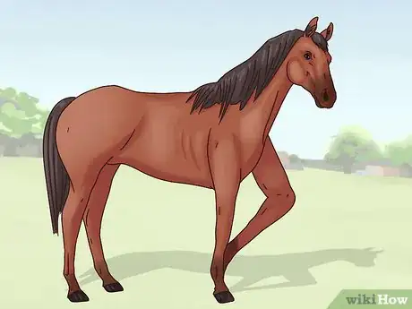 Image titled Cure Colic in Horses and Ponies Step 10