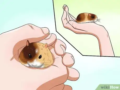 Image titled Care for Your Shocked Hamster Step 2