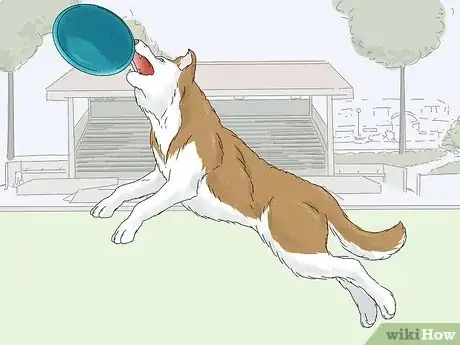 Image titled Identify a Siberian Husky Step 10