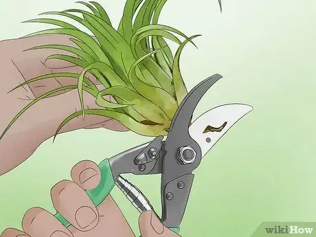 Image titled Care for Air Plants Step 10