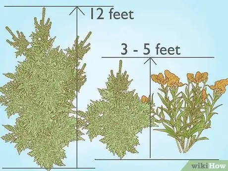 Image titled Ragweed vs Goldenrod Step 3