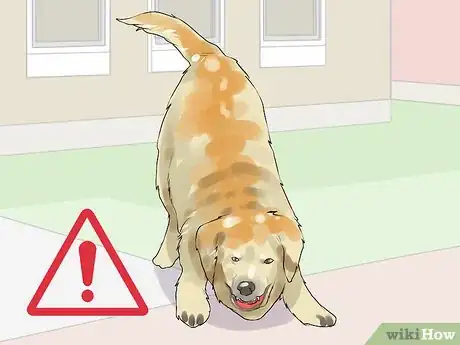 Image titled Gain Trust in an Aggressive Dog Step 15