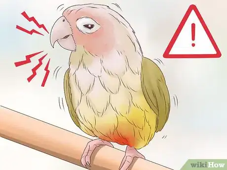 Image titled Spot Signs of Disease in Conures Step 11