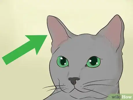 Image titled Identify a Korat Cat Step 6