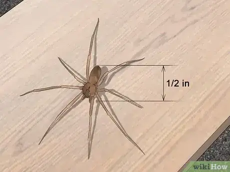 Image titled Identify a Brown Recluse Step 5