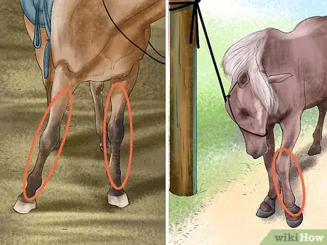 Image titled Understand Your Horse's Body Language Step 6