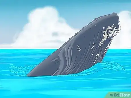 Image titled Why Do Whales Breach Step 10