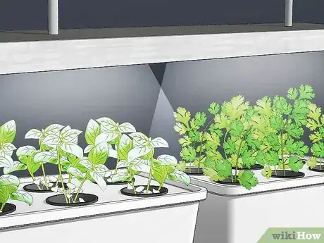 Image titled Grow Hydroponic Vegetables Step 6