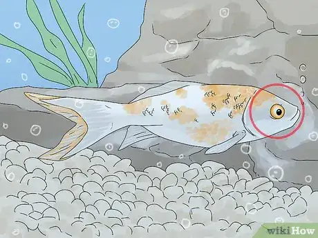 Image titled Tell if Your Fish Is Dead Step 3