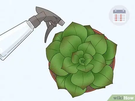 Image titled Water Succulents Step 1