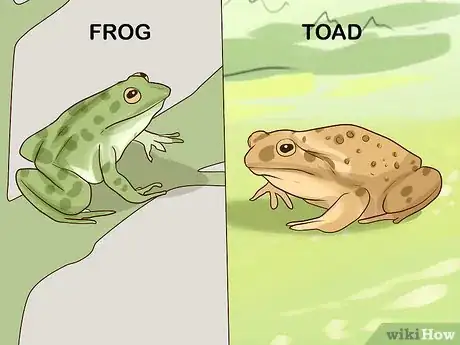 Image titled Find Toads Step 16