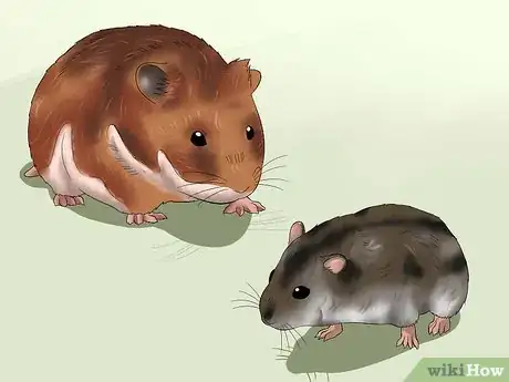 Image titled Get Hamsters to Stop Fighting Step 1