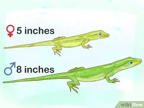 Image titled Determine the Sex of a Green Anole Step 1
