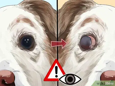 Image titled Help a Dog with Cataracts Step 7