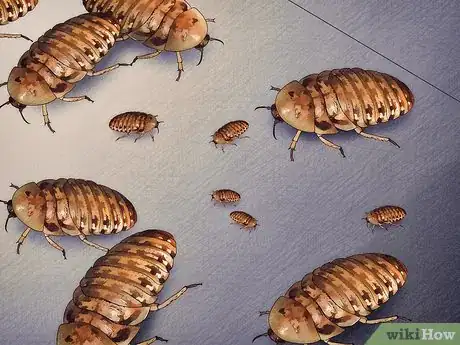 Image titled Breed Feeder Roaches Step 16
