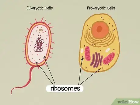 Image titled What Do All Cells Have in Common Step 3