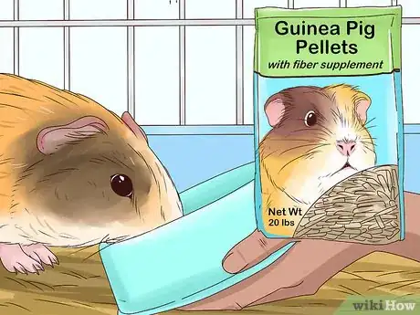 Image titled Feed a Guinea Pig Step 7